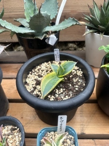 アガベ  リップルエフェクト