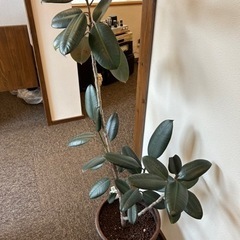 生活雑貨 家庭用品 ガーデニングの画像