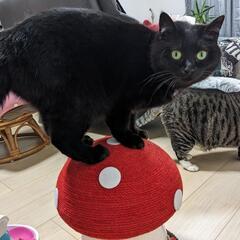 黒猫🐾見つかりました