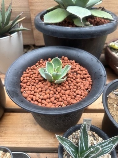 パリー・オリザバ