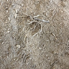 土壁の土　20キログラム程度