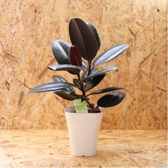 【現物】観葉植物 ゴムの木 フィカス バーガンディ クロゴム 5号