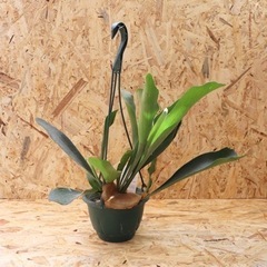 【現物】観葉植物 コウモリラン ビカクシダ 吊り 5号