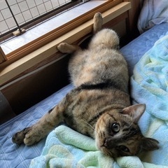 トライアル中です。3歳の綺麗な麦わらにゃんこ
