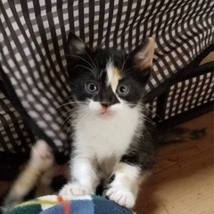 チビ猫4兄妹　希少な三毛猫