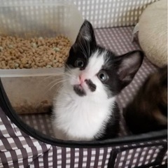 チビ猫4兄妹　チョビ君