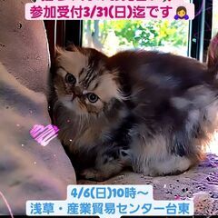 4/6(土)譲渡会♪11月生フォールデックス♂ブラウンタビー(⋈...