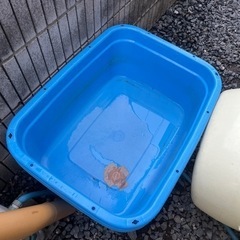 たる？