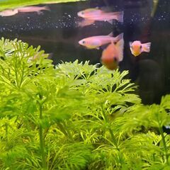 メダカ飼育セット（メダカ＋ミナミヌマエビ＋水草）の画像