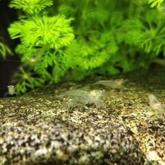 メダカ飼育セット（メダカ＋ミナミヌマエビ＋水草）の画像