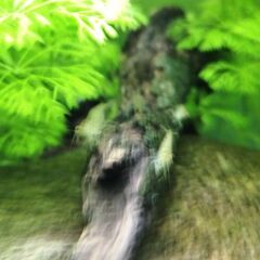 メダカ飼育セット（メダカ＋ミナミヌマエビ＋水草）の画像