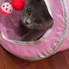 ブリティッシュショートヘアー