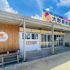 ※急募※ マンゴー農園の事務スタッフ募集　【短期アルバイト】