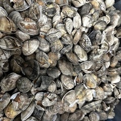 あさり10kg釣り餌 撒き餌 だし取りなど