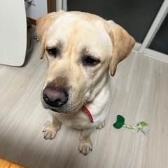 ラブラドールイエロー