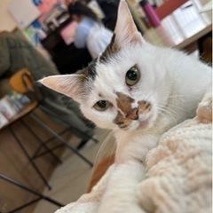 人間大好き！抱っこ大好きなねこちゃん
