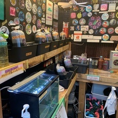 【五桜メダカ】 3月26日　横須賀めだか無人販売