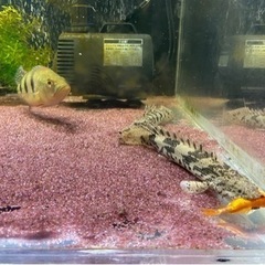 ☆決まりました☆ 熱帯魚　ポリプテルスエンドリケリー