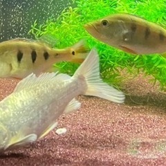 ☆決まりました☆ 鯉　