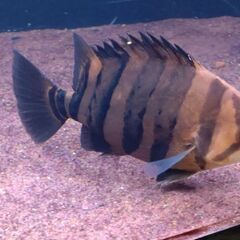 ダトニオプラスワンの画像