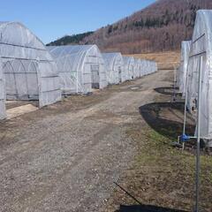 ハウス農作業スタッフ募集の画像