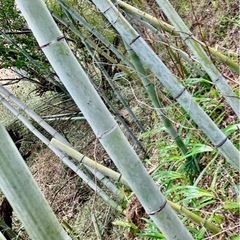 竹