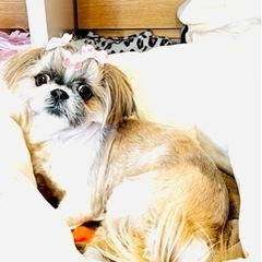 犬友さん募集中