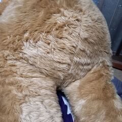 ぬいぐるみ　特大の画像