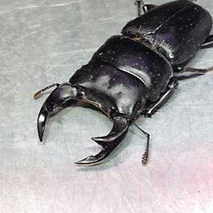 ②アンバランス　オオクワガタ　ピューマ　ペア