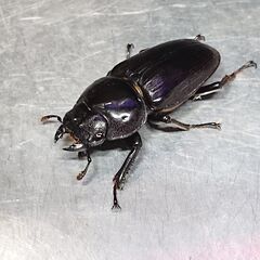 ④アンバランス　オオクワガタ　アブレイズ　ペア＋♀1匹