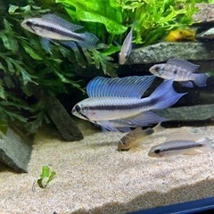 フラベリカウダ　コロンビア　F1熱帯魚　ペア　　　　　　　　　　...