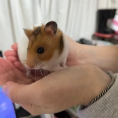 【お話中の為募集中断】ゴールデンハムスター