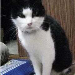 【2024年4月25日見つかりました！】迷子（迷い猫）の白黒ハチ...