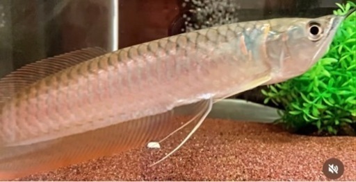 ⭐︎決まりました⭐︎ 個別売り可能です！値引き交渉OKです！　淡水魚　古代魚　巨大魚　（シルバーアロワナ、キクラ）