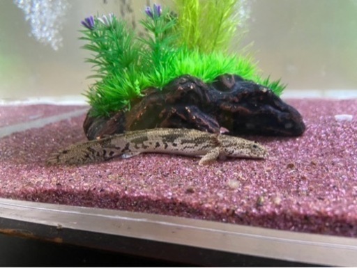 ⭐︎決まりました⭐︎ 個別売り可能です！値引き交渉OKです！　淡水魚　古代魚　巨大魚　（シルバーアロワナ、キクラ）