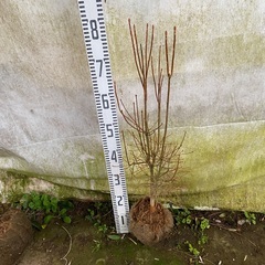 ❷ドウダンツツジ　白花