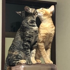 【急募】優しい飼い主さん探しています！