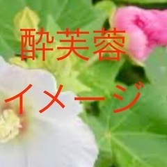 スイフヨウ　色が変わる！【特選　酔芙蓉】