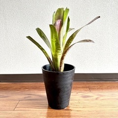 ビルベルギア テンイー テンエー タンク ブロメリア ツツアナナ...