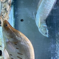 淡水魚