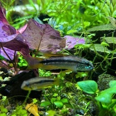 アピストグラマ　ビタエニアータ　ペルー　F1幼魚
