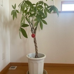 観葉植物🪴　パキラ　