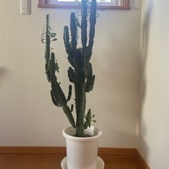観葉植物　🌵サボテン