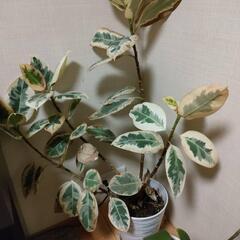 フィカス・ティネケ　ゴムの木　観葉植物