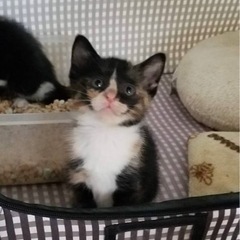 チビ猫4兄妹　希少な三毛子