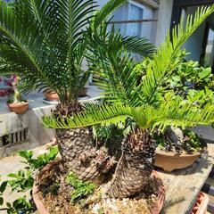 生活雑貨 家庭用品 ガーデニングの画像