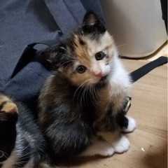 チビ猫4兄妹