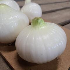 ⚠️<評価用>⚠️新たまねぎ🧅その①の画像