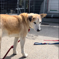 迷子犬を探してます