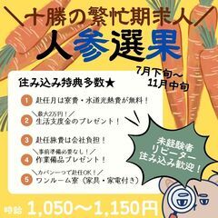 【日払い・週払い可】早期募集開始！！📢人参の選別作業員募集中☆ ...